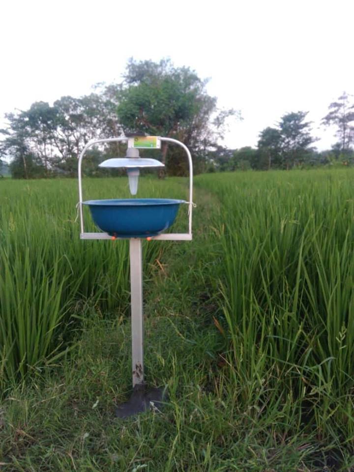 Light trap insect, simpati