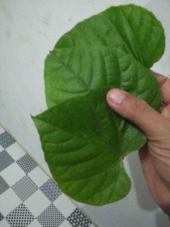 TANAMAN GODONG KENDO