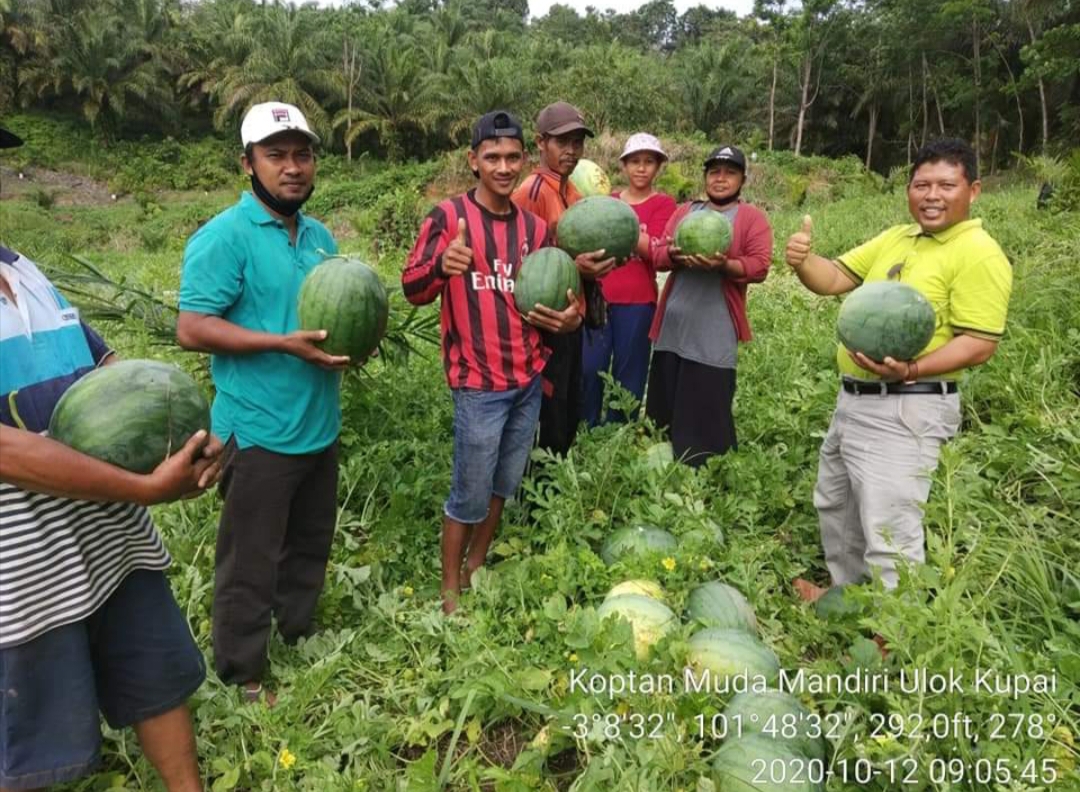 Dempot Kebun Semangka