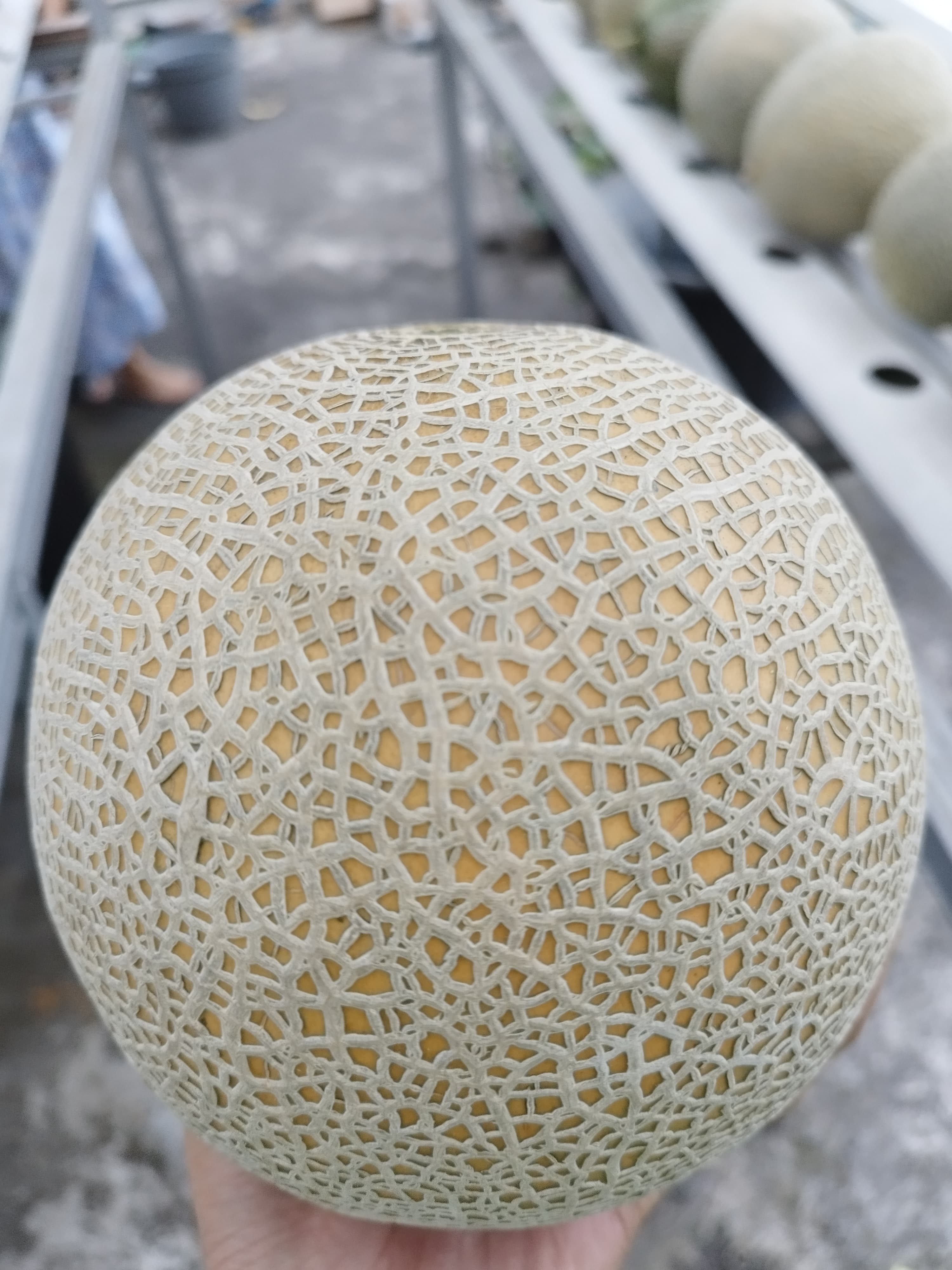 Melon Hidroponik