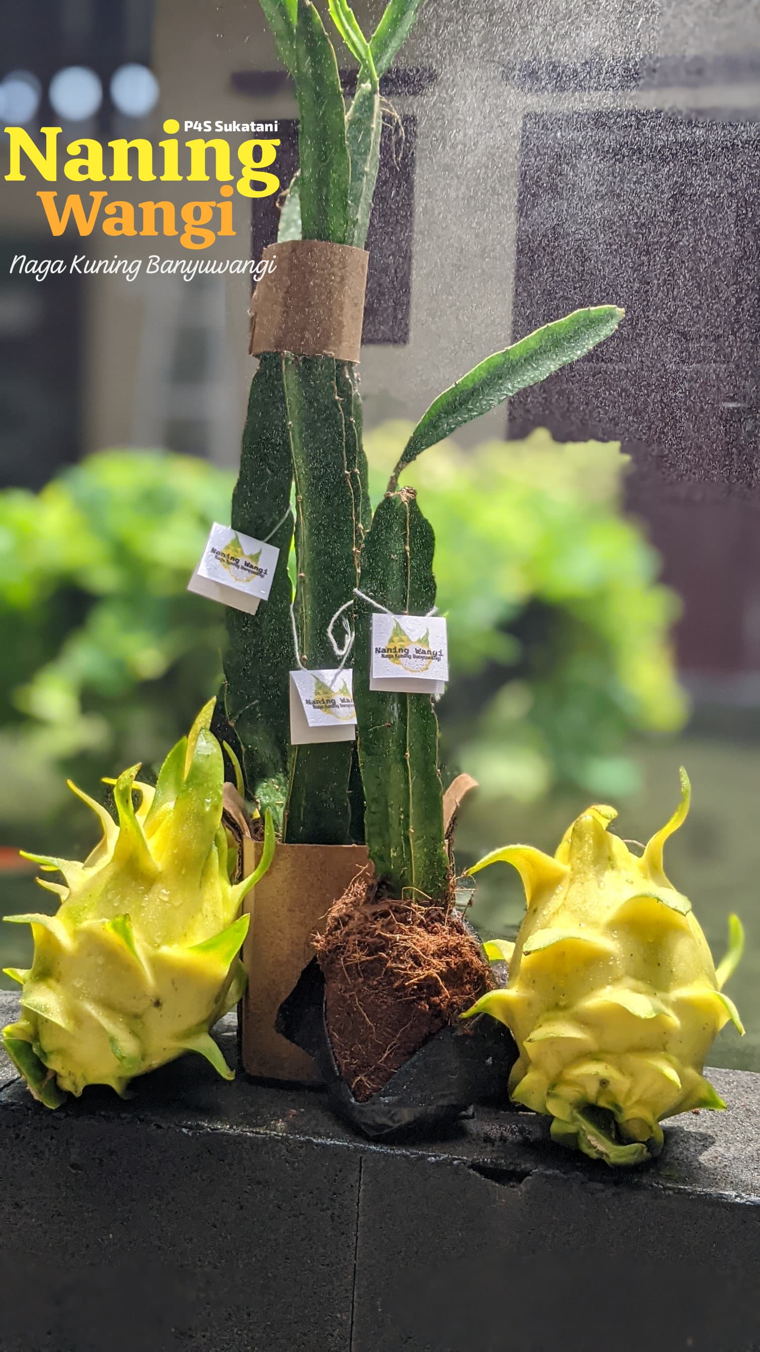 Bibit buah naga kuning 