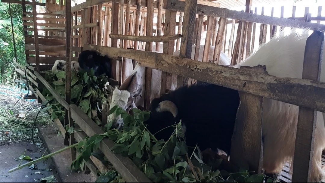 Ternak Kambing