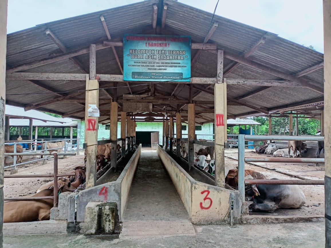 Kandang sapi dari mulai pembiakan, pembesaran dan pengemukan